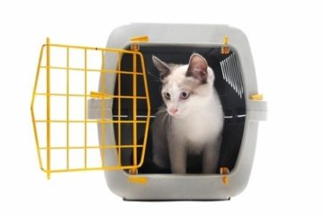 Katze an Transportbox gewöhnen