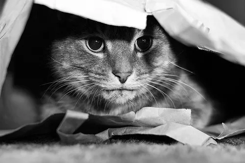 Cat in a Bag by James Whitesmith Umziehen mit Katzen - Tipps und Tricks