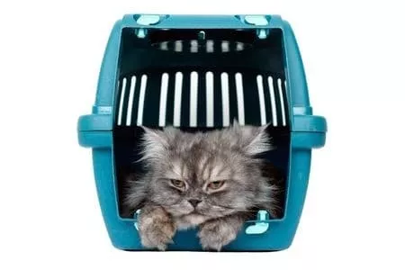 Transportbox Katze