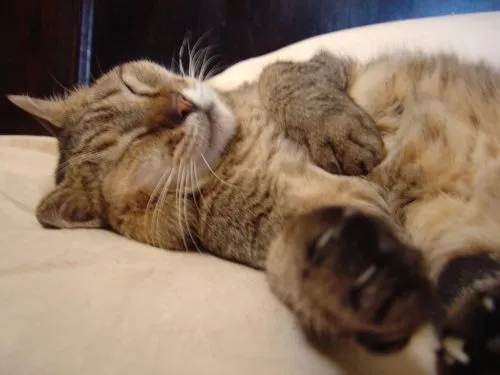 katze auf gemütlichen Katzenbett