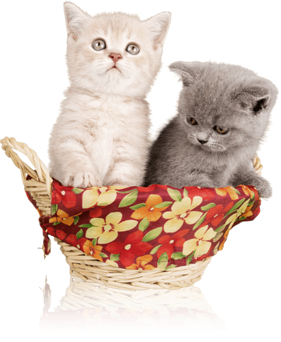 Lustiger kleiner Katzenkorb mit 2 kleinen Kätzchen