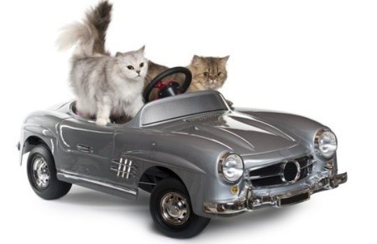 Längere Autofahrt mit der Katze – Mit Katzen unterwegs im Auto