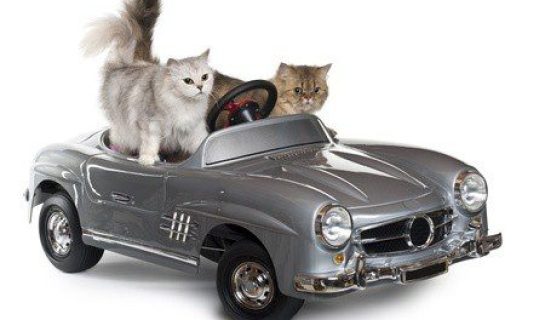 Längere Autofahrt mit der Katze – Mit Katzen unterwegs im Auto