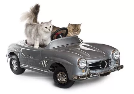 Wenn Katze eine Reise tut - Autofahrt mit der Katze