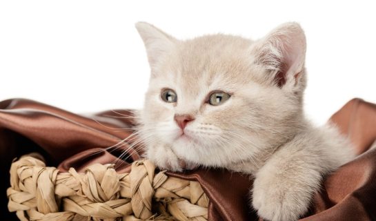 Was macht eine gute Transportkiste für Katzen aus?