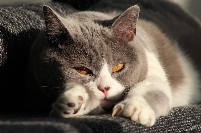 Katzen gehen nicht gerne auf Reisen und bleiben lieber alleine zu Hause - Foto: pixabay / 1357140