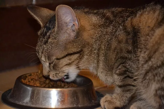 katzenfutter: richtige ernährung für seniorkatzen - Foto: kropekk_pl / pixabay