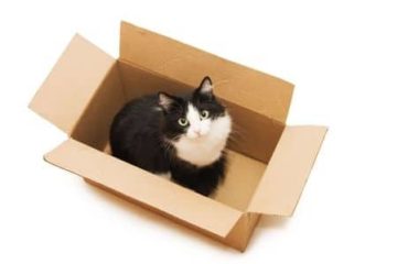 Katzentransportbox aus einem Karton basteln