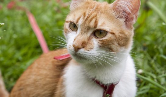 Katzengeschirr mit Leine – Sicher unterwegs mit Katze