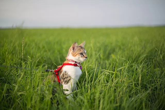 Katze im Geschirr in der Natur