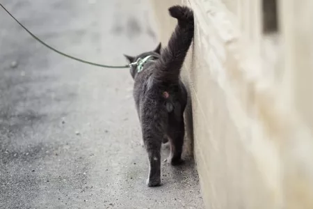 Katze an Leine spazieren führen