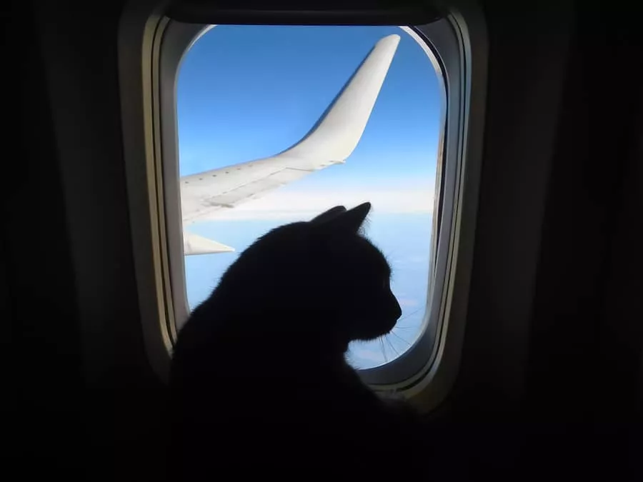 Katze im Flugzeug transportieren