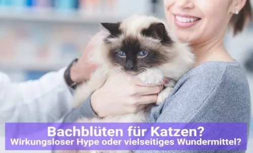 Bachblüten für Katzen