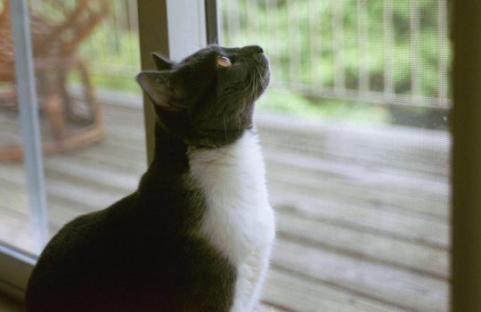 Fensterschutz für Katzen – Lebensretter für Haustiere