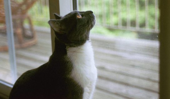 Fensterschutz für Katzen – Lebensretter für Haustiere