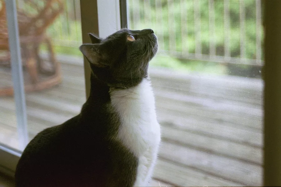 Fensterschutz für Katzen