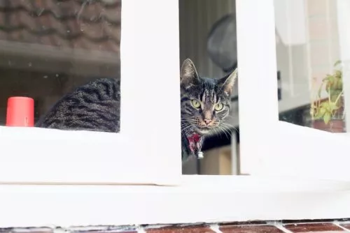 Fenstersicherung für Katzenn