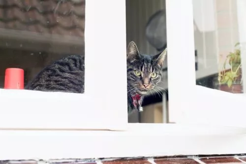 Katzenklötze Kipp-Fensterschutz für Katzen Katzennetz Fallschutz OHNE  BOHREN