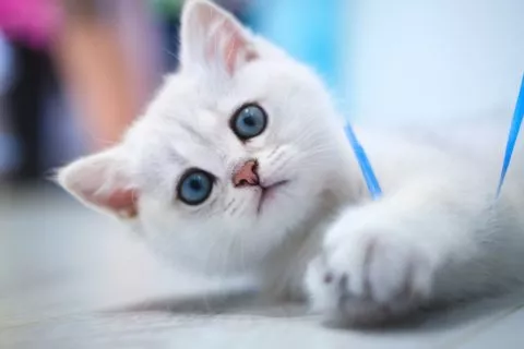 Weisse Kätzchen mit baluen Augen neigen häufig zur Taubheit