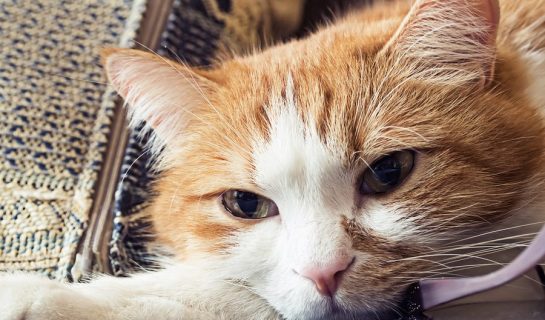 Katzentaubheit – Ist meine Katze taub?