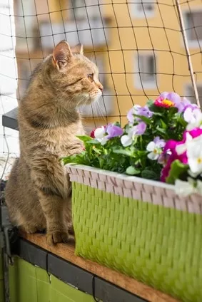 Katze am Balkon mit Schutznetz