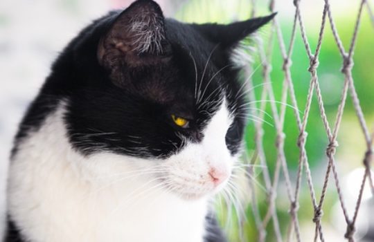 Katzenschutznetz – Sicherheit für Ihre Katze auf dem Balkon und im Garten