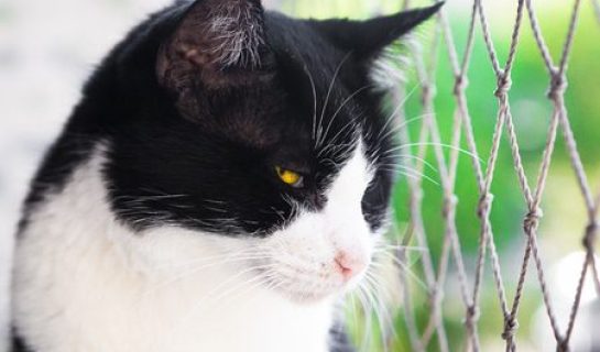 Katzenschutznetz – Sicherheit für Ihre Katze auf dem Balkon und im Garten