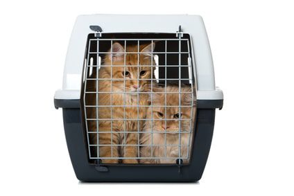 Transportbox für 2 Katzen