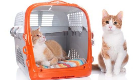 Transportbox für 2 Katzen – XXL Katzenboxen