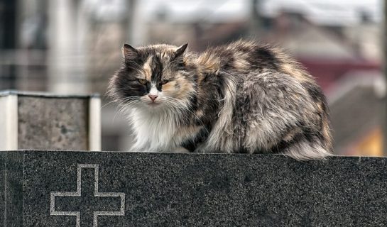 Katze ist verstorben – Gedenksteine, Urnen und Co. – Möglichkeiten für ein würdevollen Abschied