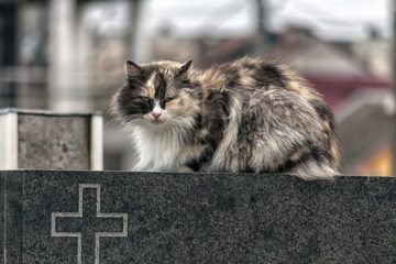 Katze ist verstorben – Gedenksteine, Urnen und Co. – Möglichkeiten für ein würdevollen Abschied