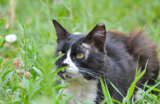 Freigang für Katzen – Auf was sollte man unbedingt achten?