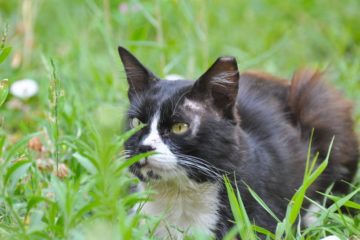 Freigang für Katzen – Auf was sollte man unbedingt achten?