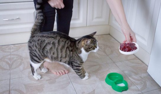 Fütterung einer älteren Katze – Was benötigt meine Seniorenkatze?