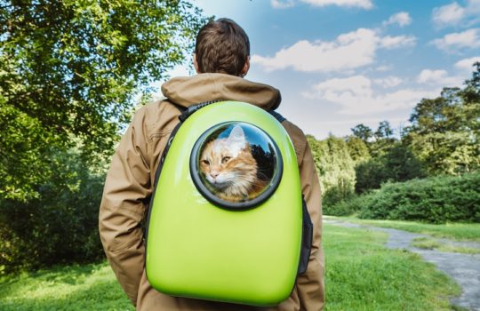 Katzenrucksack für den Transport von Katzen