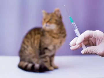 Katzenimpfung - Welche Impfungen braucht die Katze?
