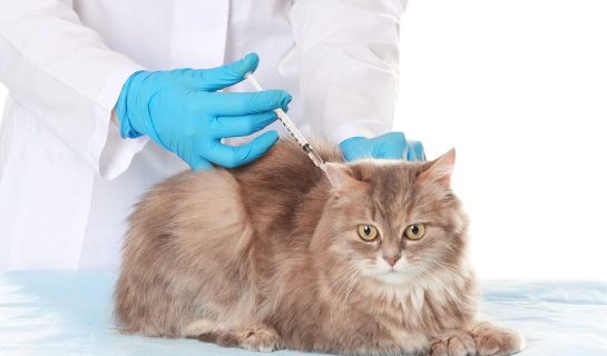 Katzenimpfung – Die Katze rechtzeitig impfen lassen