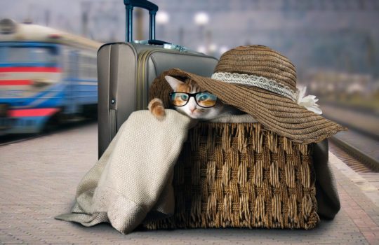 Transport von Katzen in Bus & Bahn – Alternative Transportbehältnisse
