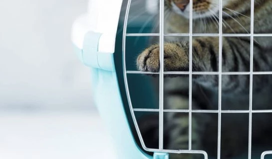 Ratgeber Katzentransportbox – Die richtige Katzenbox finden