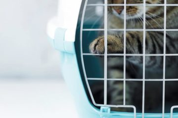 Ratgeber Katzentransportbox – Die richtige Katzenbox finden