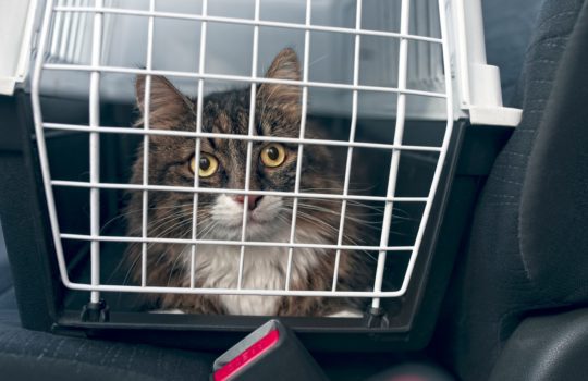 Reisekrankheit bei der Katze – Kinetose