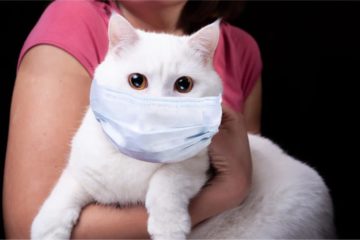 Covid-19 bei Haustieren – Infos für Besitzer von Katzen