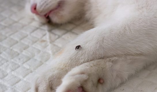 Zeckenzangen & Zeckenhaken für Katzen