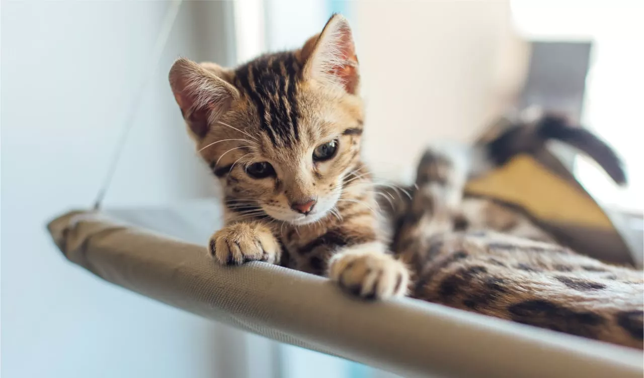 Fensterliege für Katzen