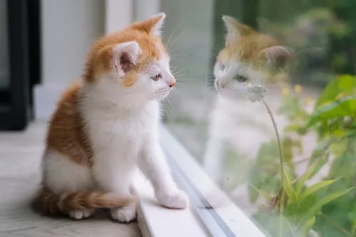 Fensterplatz für Katze