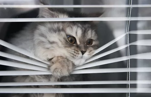 Katze am Fenster