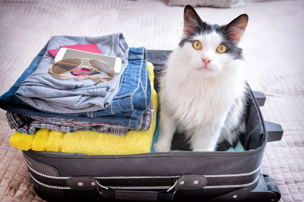Katze auf Reisen