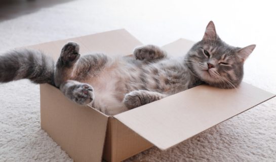 Warum lieben Katzen Kartons und Kisten?