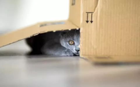 Katze versteckt unter Karton