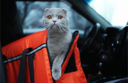 Sleepypod: Kombi aus Katzenbett & Transporttasche
